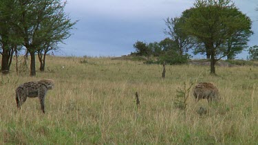 Spotted hyena in Serengeti NP, Tanzania