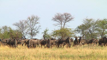 Wildebeest migration in Serengeti NP, Tanzania