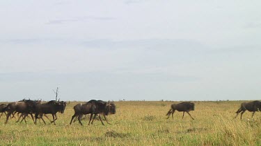 Wildebeest migration in Serengeti NP, Tanzania