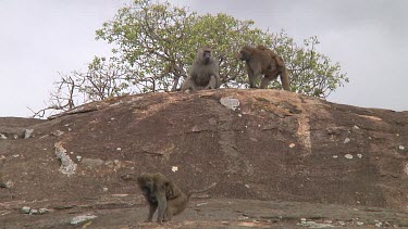 Olive baboon sitting on a kopje in Serengeti NP, Tanzania