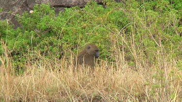 Olive baboon in the grass in Serengeti NP, Tanzania