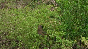 Olive baboon in the grass in Serengeti NP, Tanzania