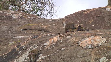 Olive baboon sitting on a kopje in Serengeti NP, Tanzania