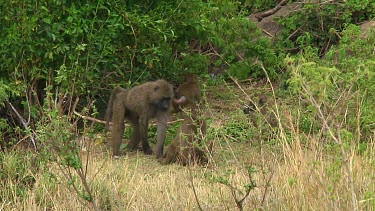 Olive baboon in the grass in Serengeti NP, Tanzania