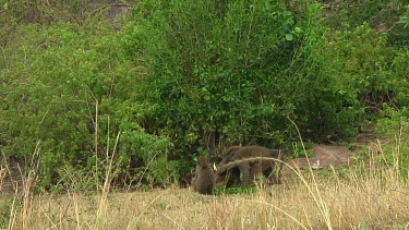 Olive baboon in the grass in Serengeti NP, Tanzania