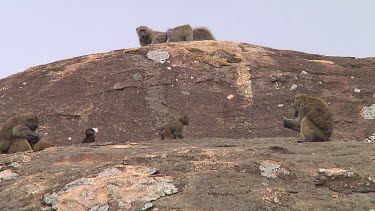 Olive baboon sitting on a kopje in Serengeti NP, Tanzania