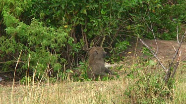 Olive baboon in the grass in Serengeti NP, Tanzania