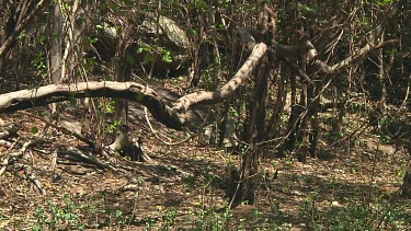 Olive baboon in the bush in Serengeti NP, Tanzania