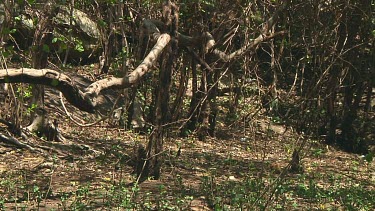 Olive baboon in the bush in Serengeti NP, Tanzania