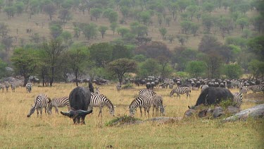 Cape buffalo grazing in the rain in Serengeti NP, Tanzania