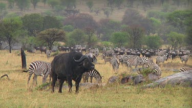 Cape buffalo grazing in the rain in Serengeti NP, Tanzania