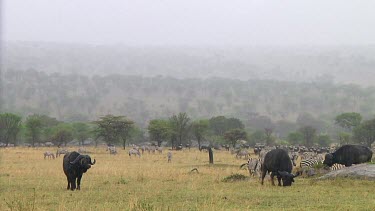 Cape buffalo grazing in the rain in Serengeti NP, Tanzania