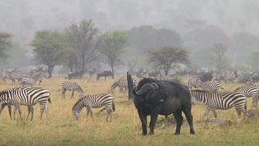 Cape buffalo grazing in the rain in Serengeti NP, Tanzania