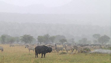 Cape buffalo grazing in the rain in Serengeti NP, Tanzania