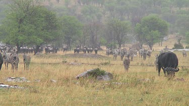 Cape buffalo grazing in the rain in Serengeti NP, Tanzania