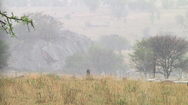 Cape buffalo grazing in the rain in Serengeti NP, Tanzania