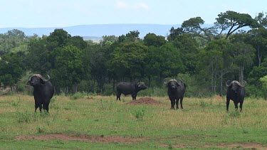 Cape buffalo in Serengeti NP, Tanzania