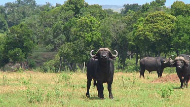 Cape buffalo in Serengeti NP, Tanzania