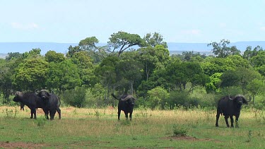 Cape buffalo in Serengeti NP, Tanzania