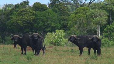 Cape buffalo in Serengeti NP, Tanzania