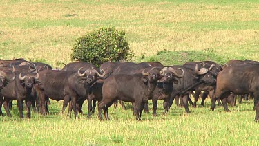 Cape buffalo in Serengeti NP, Tanzania