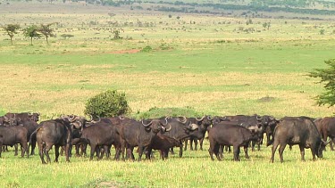 Cape buffalo in Serengeti NP, Tanzania