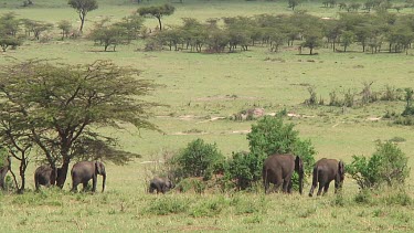 Elephants forraging in Serengeti NP, Tanzania