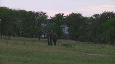 Elephants walking in Serengeti NP, Tanzania