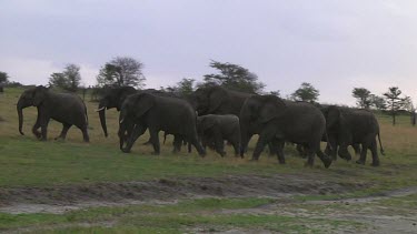 Elephants walking in Serengeti NP, Tanzania
