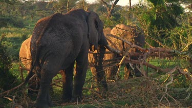 Elephants forraging in Serengeti NP, Tanzania
