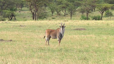 Eland in Serengeti NP, Tanzania