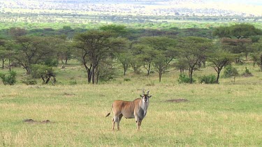 Eland in Serengeti NP, Tanzania