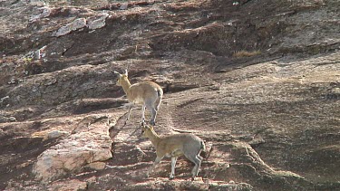 Klipspringers in Serengeti NP, Tanzania