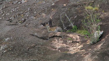 Klipspringers in Serengeti NP, Tanzania