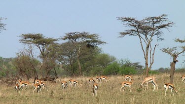 Thomson's gazelle in Serengeti NP, Tanzania