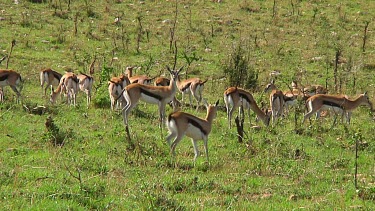 Thomson's gazelle in Serengeti NP, Tanzania