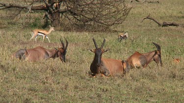 Topi in Serengeti NP, Tanzania