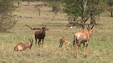 Topi in Serengeti NP, Tanzania