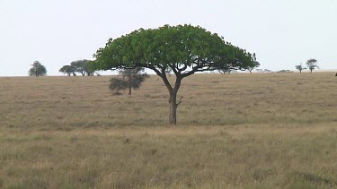 Giraffe in Serengeti NP, Tanzania