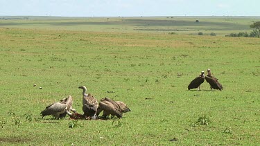 Vultures in Serengeti NP, Tanzania