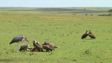 Vultures in Serengeti NP, Tanzania