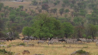 Zebra in Serengeti NP, Tanzania