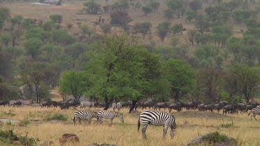 Zebra in Serengeti NP, Tanzania
