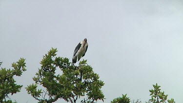 Marabou stork in Serengeti NP, Tanzania