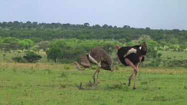 Ostrich in Serengeti NP, Tanzania