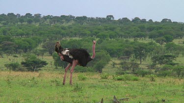 Ostrich in Serengeti NP, Tanzania