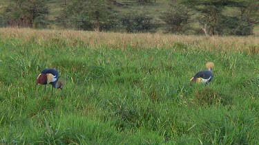 Crowned crane in Serengeti NP, Tanzania