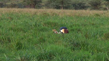 Crowned crane in Serengeti NP, Tanzania