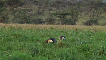 Crowned crane in Serengeti NP, Tanzania