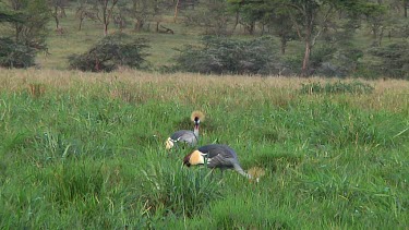 Crowned crane in Serengeti NP, Tanzania